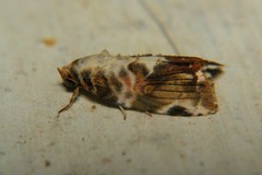 Acontiinae