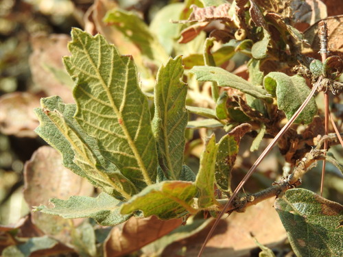 Quercus deserticola