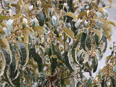 Solanum ochrophyllum