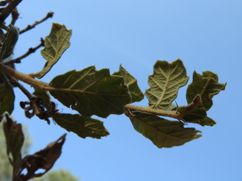 Quercus deserticola