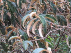 Solanum ochrophyllum