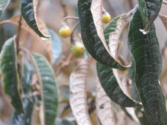 Solanum ochrophyllum