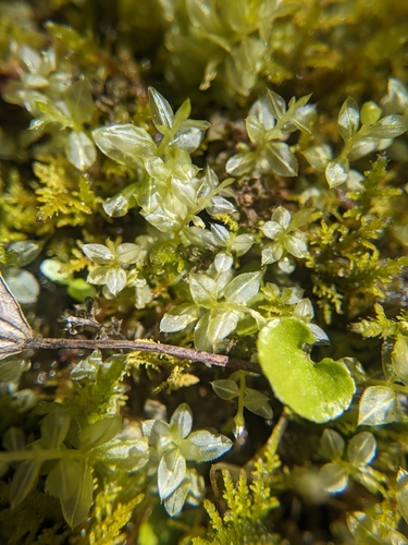 Image of Plagiomnium medium by (c) Scarlett S., some rights reserved (CC BY)