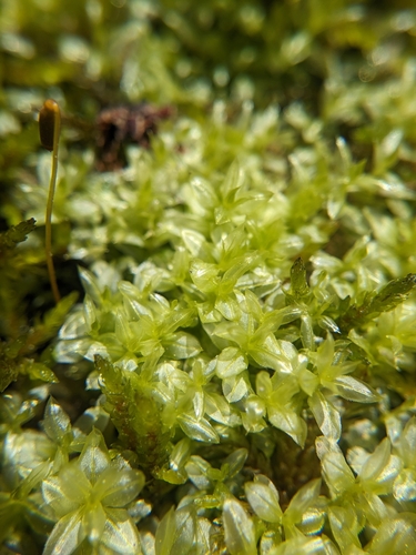 Image of Alpine Thyme-Moss (Plagiomnium medium) by (c) Scarlett S., some rights reserved (CC BY)