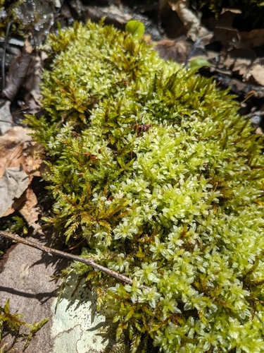 Image of Plagiomnium medium by (c) Scarlett S., some rights reserved (CC BY)