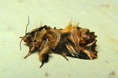 Callopistria repleta