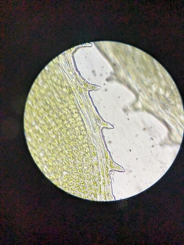 Image of Plagiomnium medium by (c) Scarlett S., some rights reserved (CC BY)