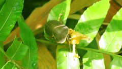 Opisthoplatia orientalis