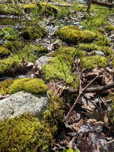 Image of Alpine Thyme-Moss (Plagiomnium medium) by (c) Scarlett S., some rights reserved (CC BY)