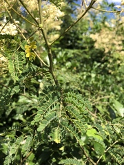 Pterolobium stellatum