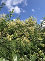 Pterolobium stellatum