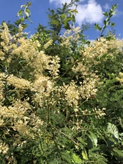 Pterolobium stellatum