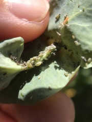 Hyadaphis passerinii