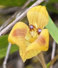 Three-cornered orchid (Trigonidium acuminatum)