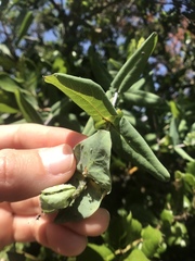 Hyadaphis passerinii