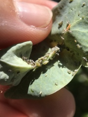 Hyadaphis passerinii