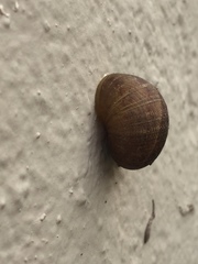 Cornu aspersum