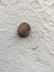 Cornu aspersum