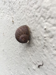 Cornu aspersum