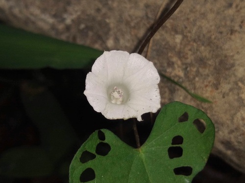Foto de Sete-léguas
