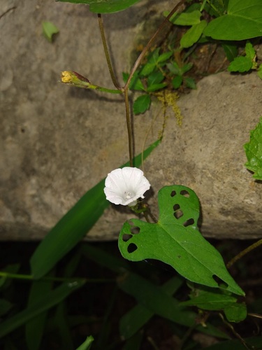 Foto de Sete-léguas