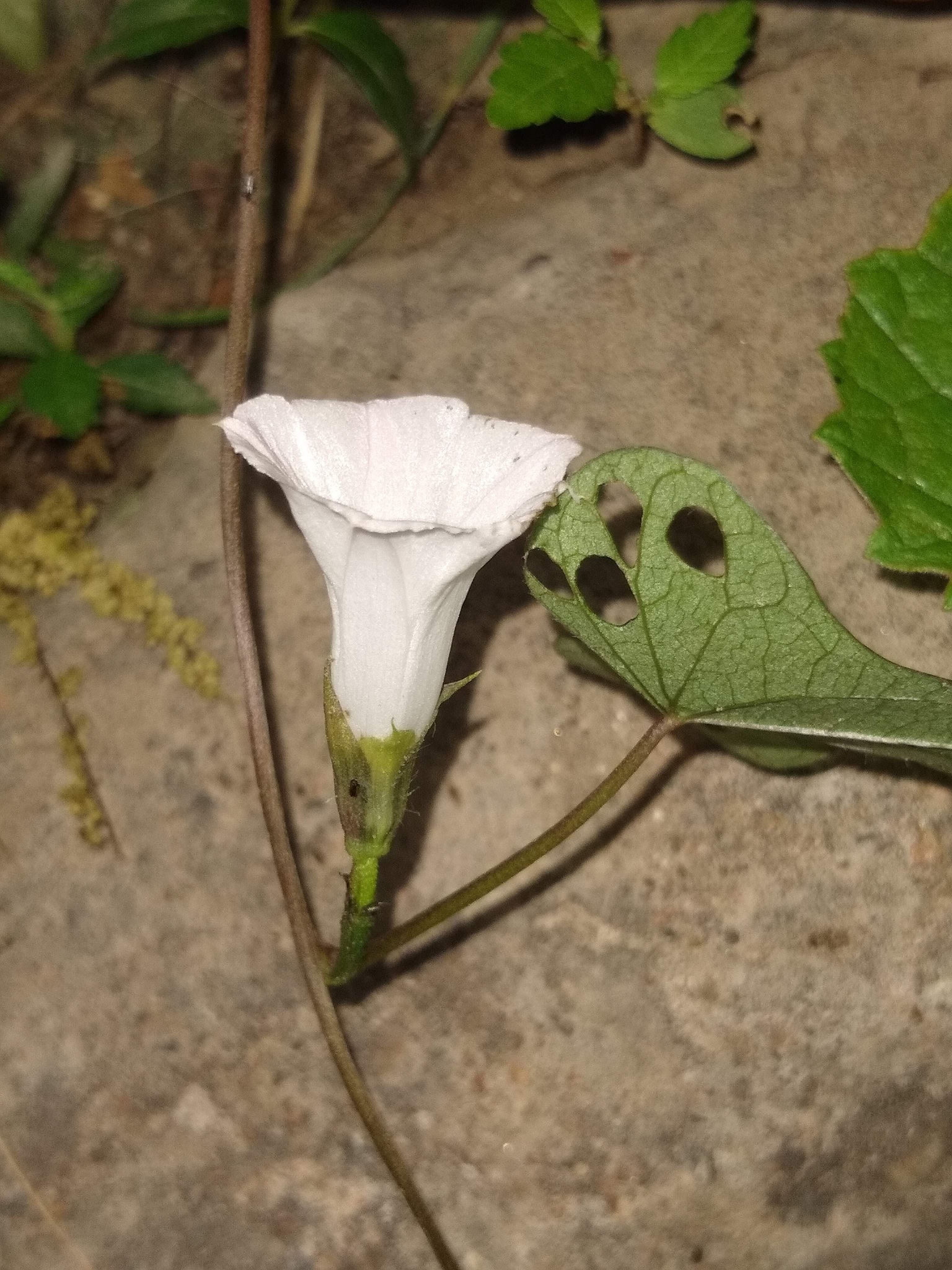 Imagem de Sete-léguas