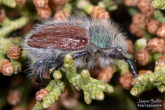 Paracotalpa granicollis