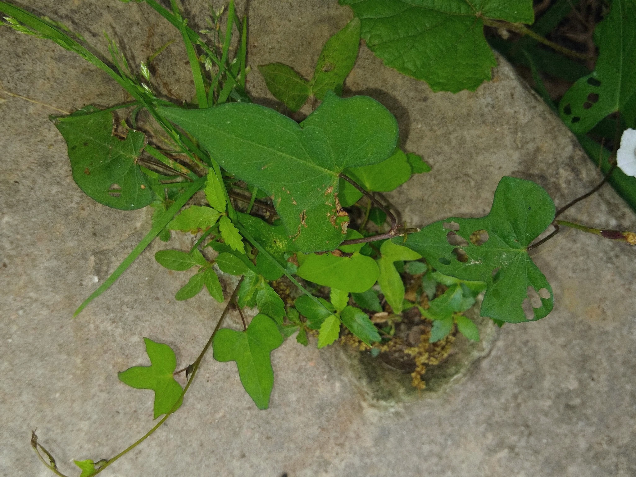 Imagem de Sete-léguas