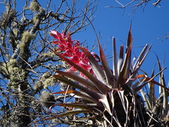 Tillandsia bourgaei