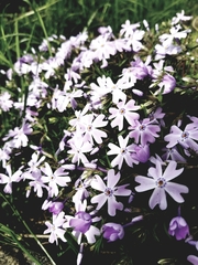 Phlox subulata