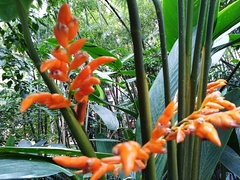 Stromanthe jacquinii