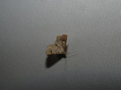 Iridopsis larvaria