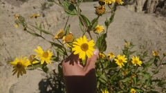 Viguiera