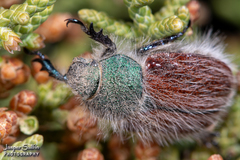 Paracotalpa granicollis