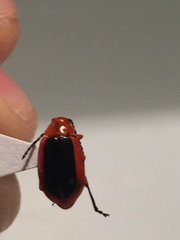 Disonycha discoidea