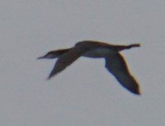 Gavia stellata