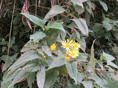 Munnozia