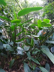 Stromanthe jacquinii