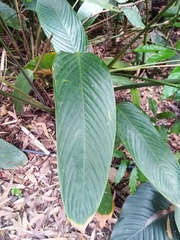 Stromanthe jacquinii