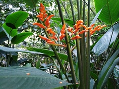 Stromanthe jacquinii