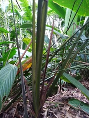 Stromanthe jacquinii