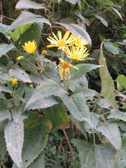 Munnozia