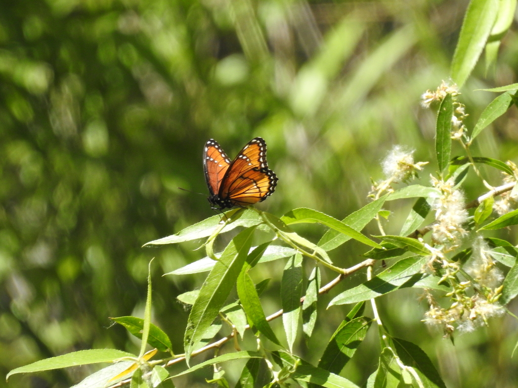 Southwest Viceroy