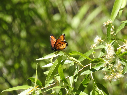 Southwest Viceroy