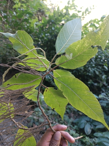 Myriocarpa stipitata