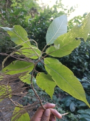 Myriocarpa stipitata
