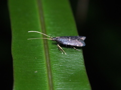 Lecithocerinae