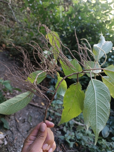 Myriocarpa stipitata, photograph 2