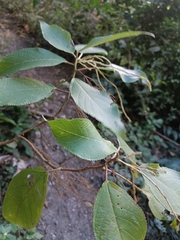 Myriocarpa stipitata, photograph author not stated, no rights reserved