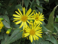 Munnozia